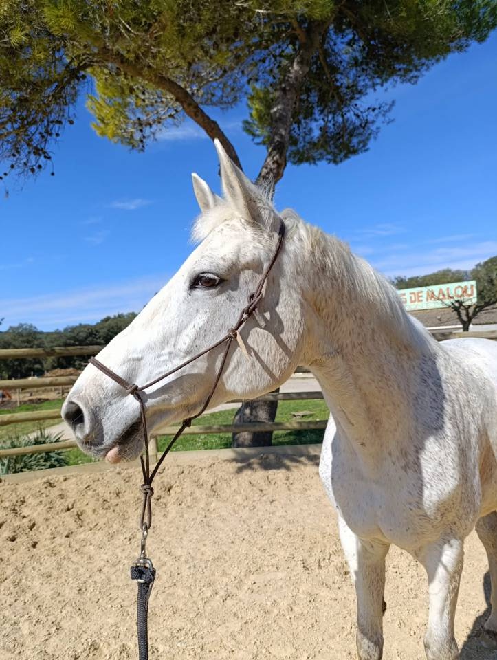 À vendre : Chance du Lys – Selle Français, 13 ans – 1m7