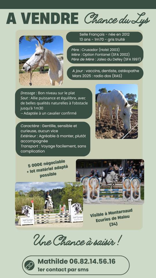 À vendre : Chance du Lys – Selle Français, 13 ans – 1m7