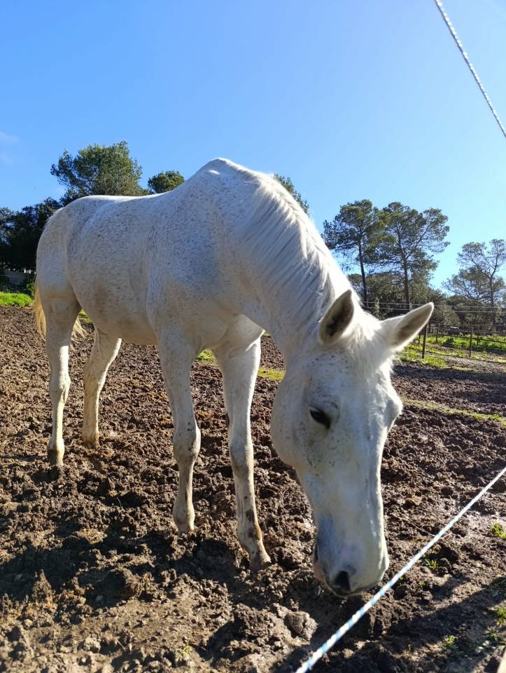 À vendre : Chance du Lys – Selle Français, 13 ans – 1m7