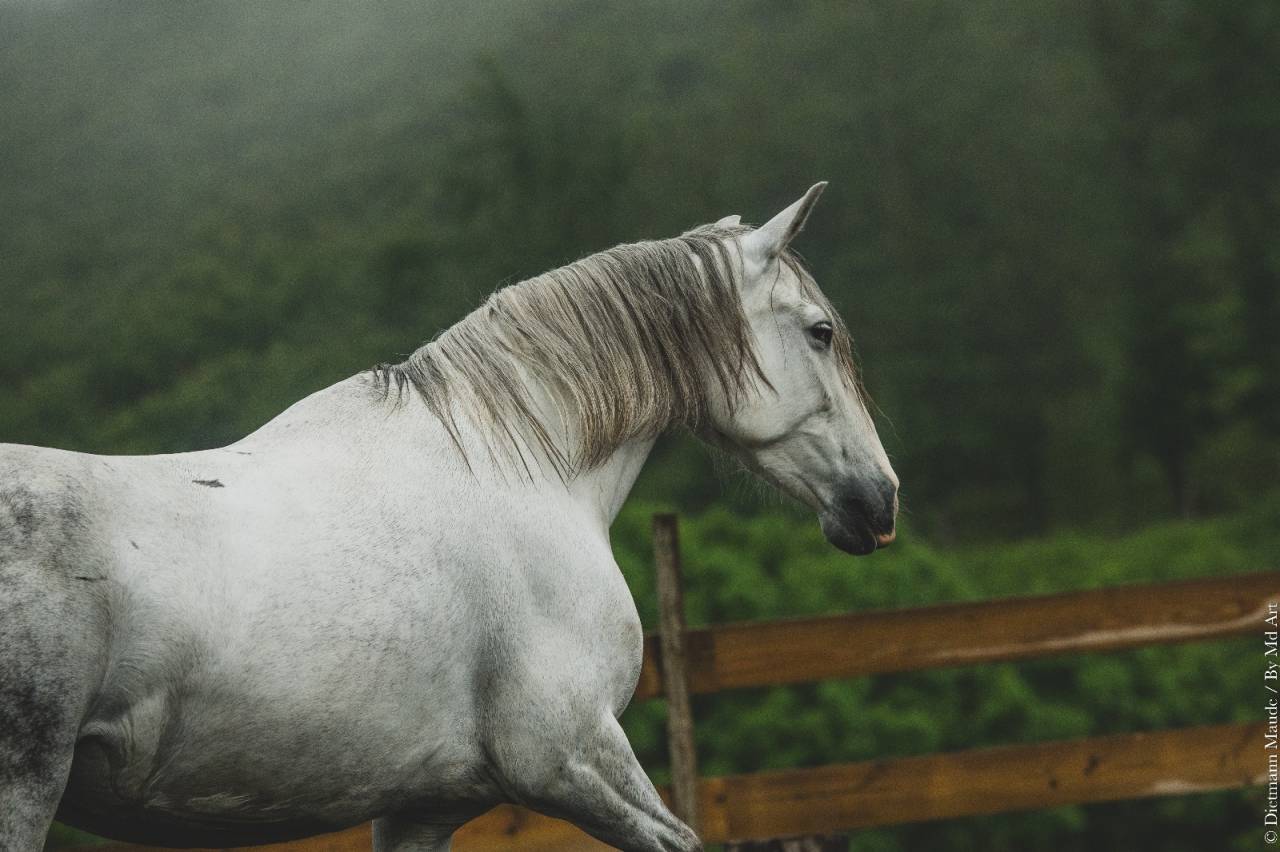 Jument pure race espagnol