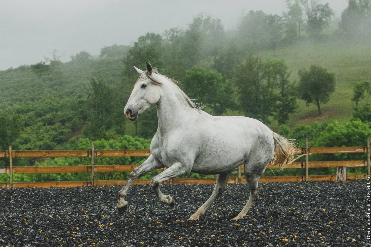 Jument pure race espagnol