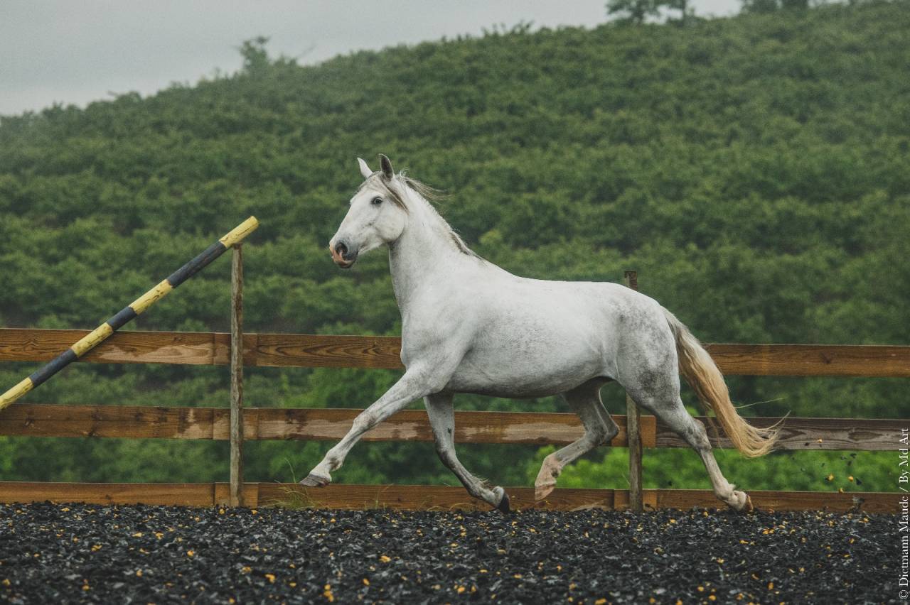 Jument pure race espagnol