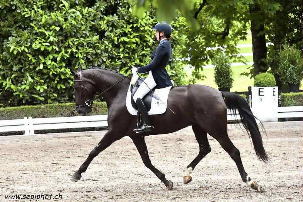 Jument de dressage 9 ans – Croisement d’exception