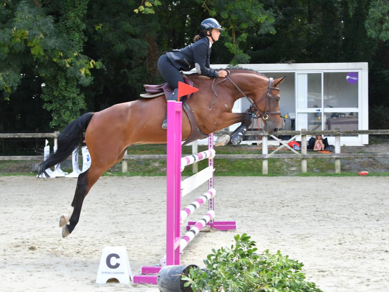 Auto-entrepreneur services équins 