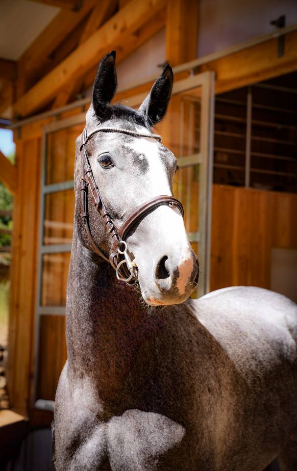 Super jument avec bel avenir 