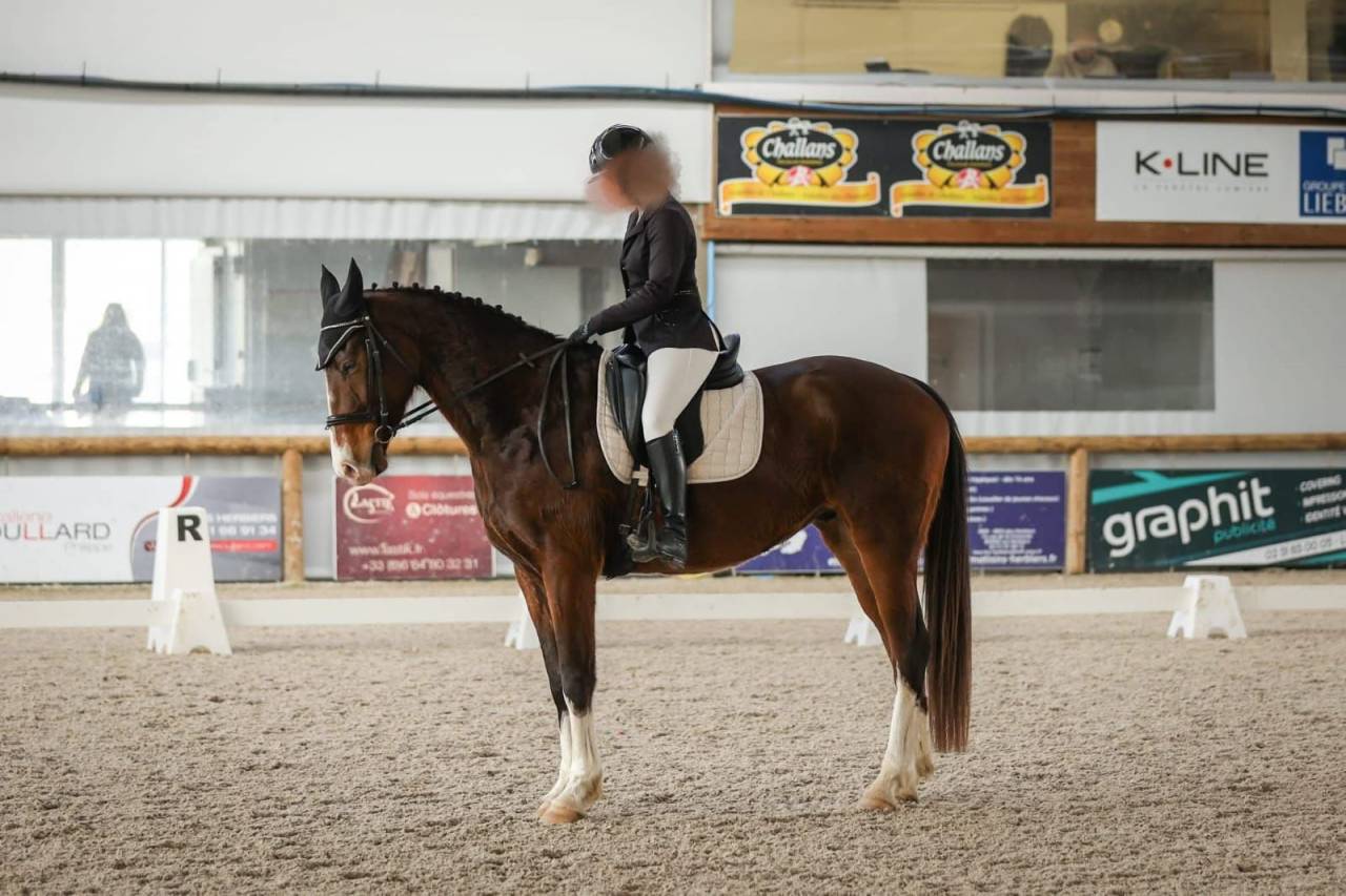Hongre Selle Français 