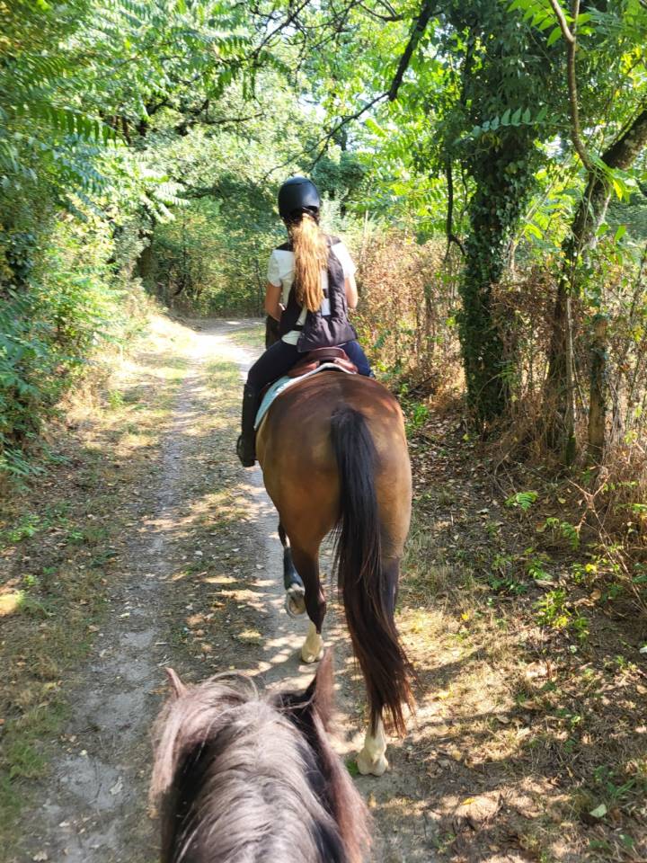 Hongre Selle Français 