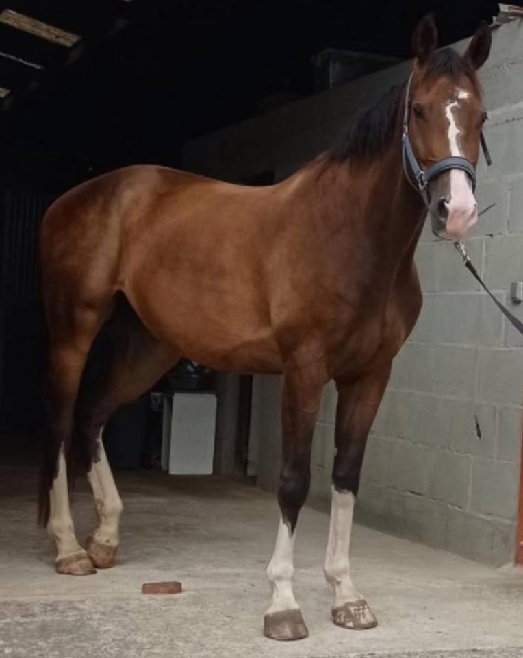 Hongre Selle Français 