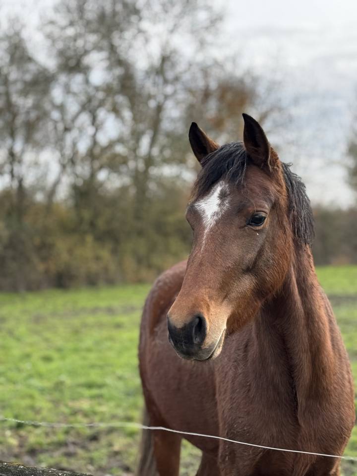 Muse du Valois ponette D new forest