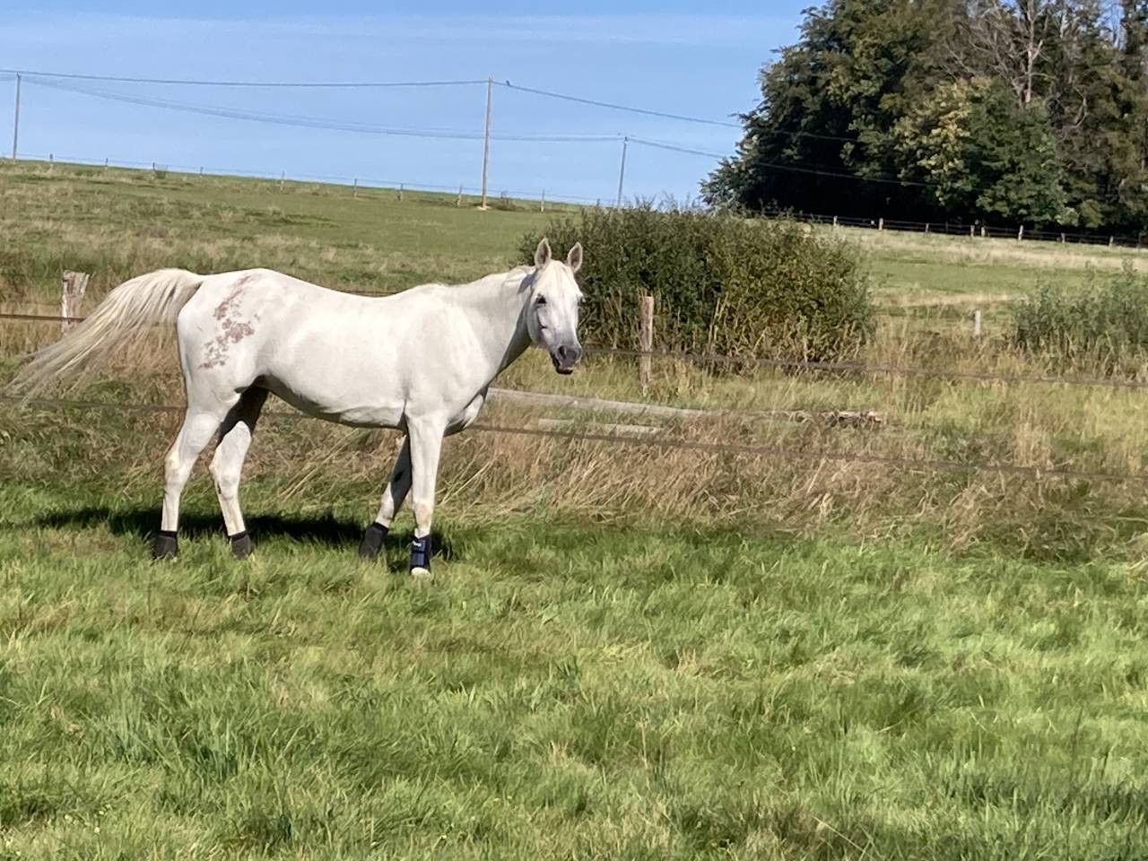 Jument Pur Sang Arabe 12 ans