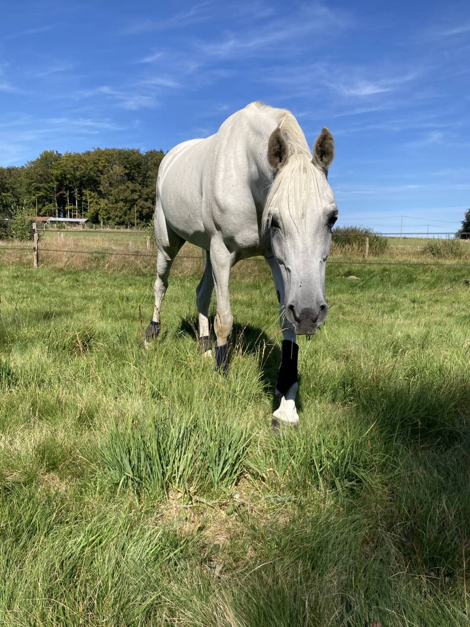 Jument Pur Sang Arabe 12 ans