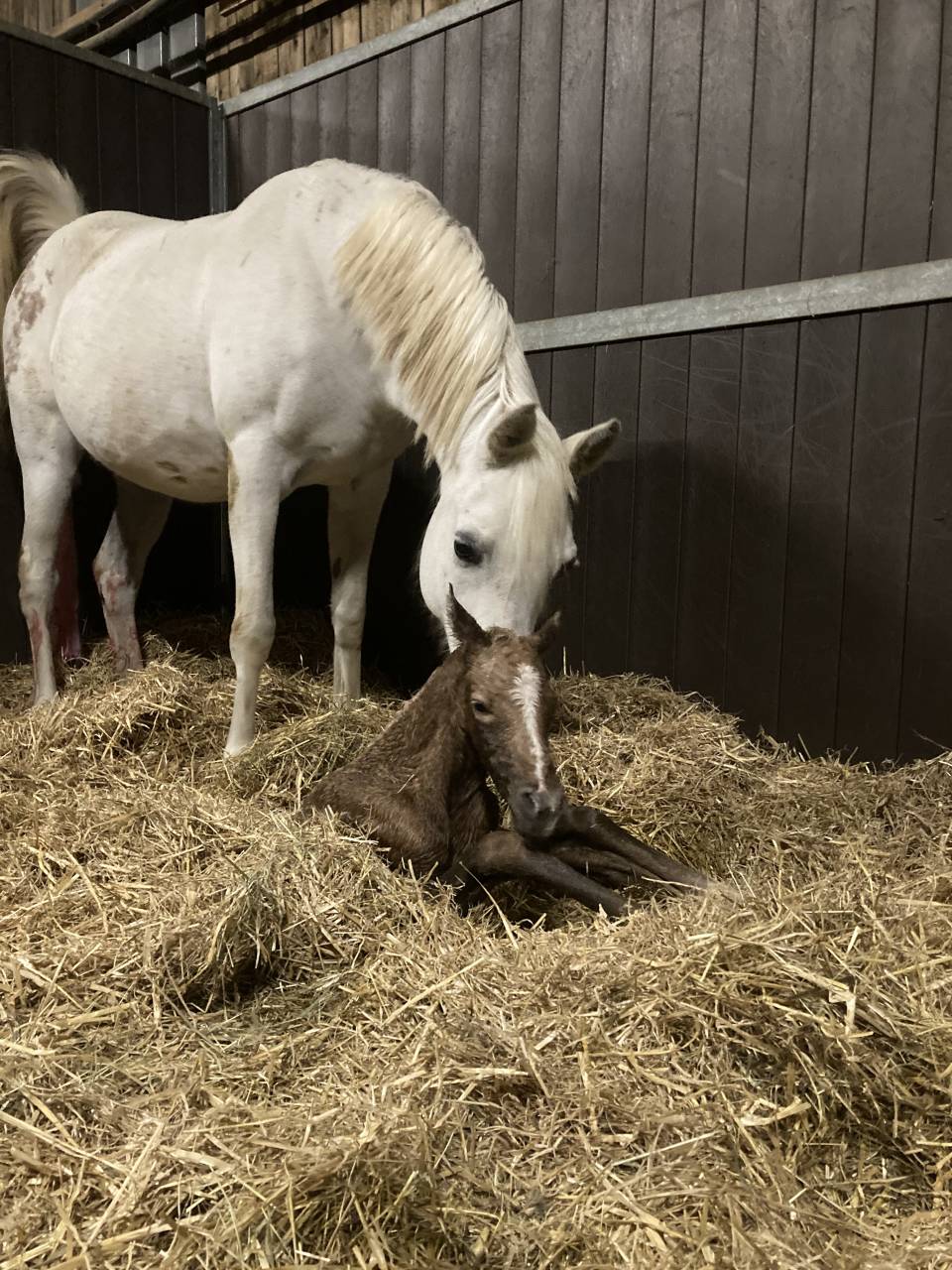 Jument Pur Sang Arabe 12 ans