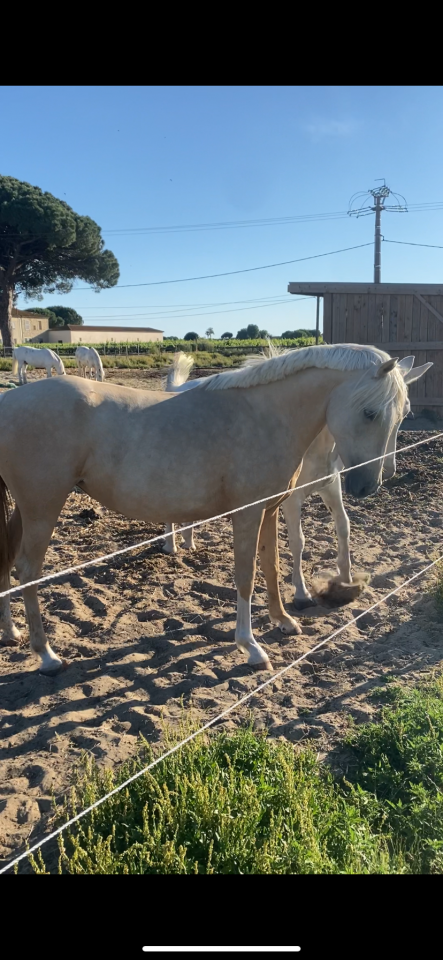Jument 4 ans et demi, prometteuse et polyvalente