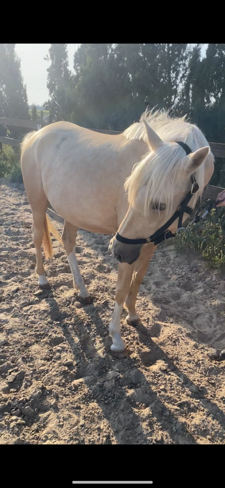 Jument 4 ans et demi, prometteuse et polyvalente