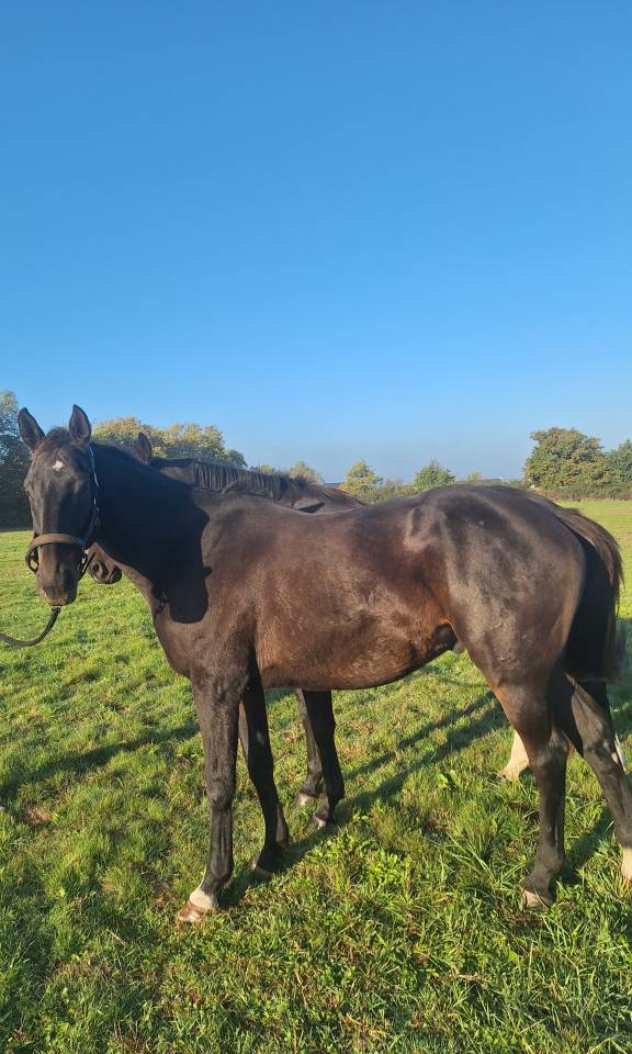 12 ans PS pour loisirs/concours