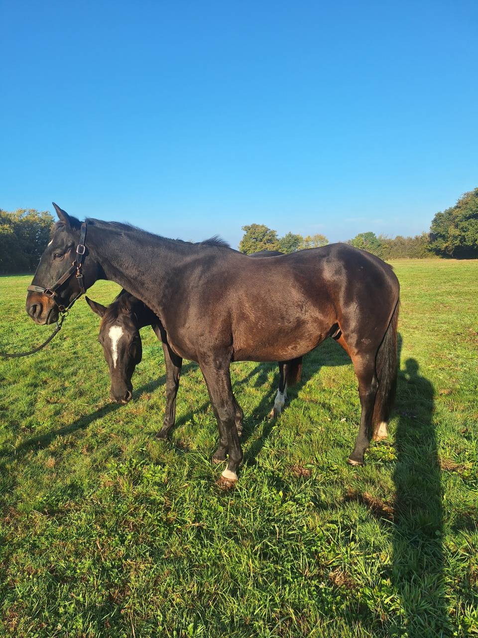 12 ans PS pour loisirs/concours