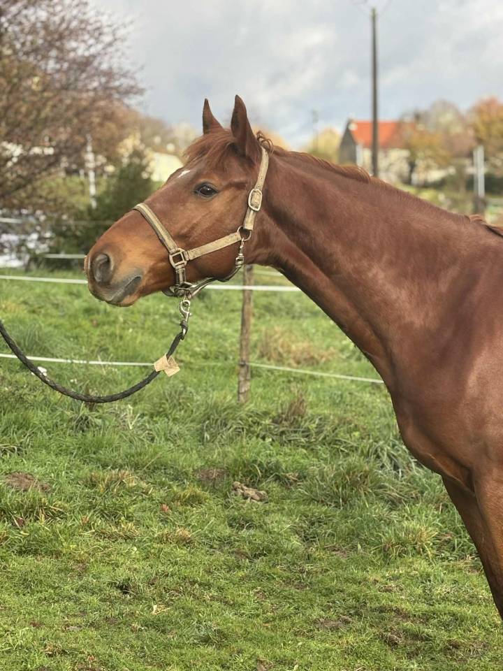 Jedusor Salam, hongre de 6 ans