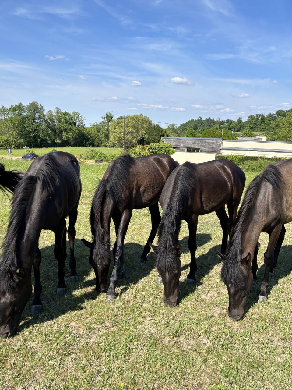 pouliche PRE Pure race espagnole 