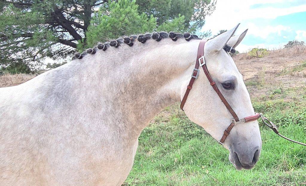 Jument lusitanienne née en 2018