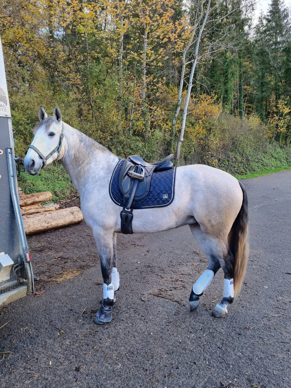 Jument lusitanienne née en 2018