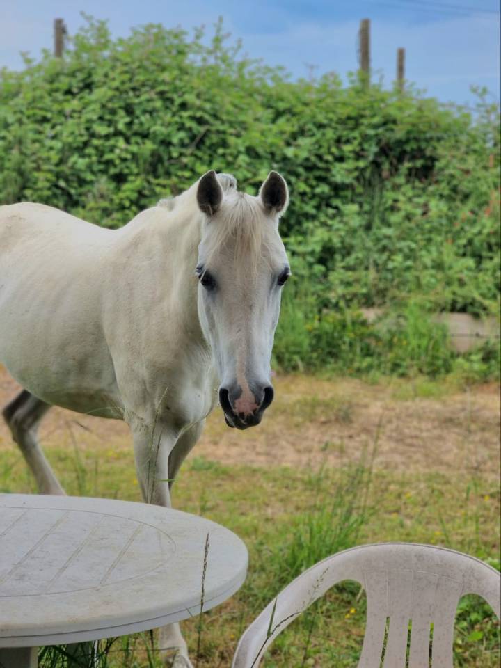 Jument pur sang arabe 147cm