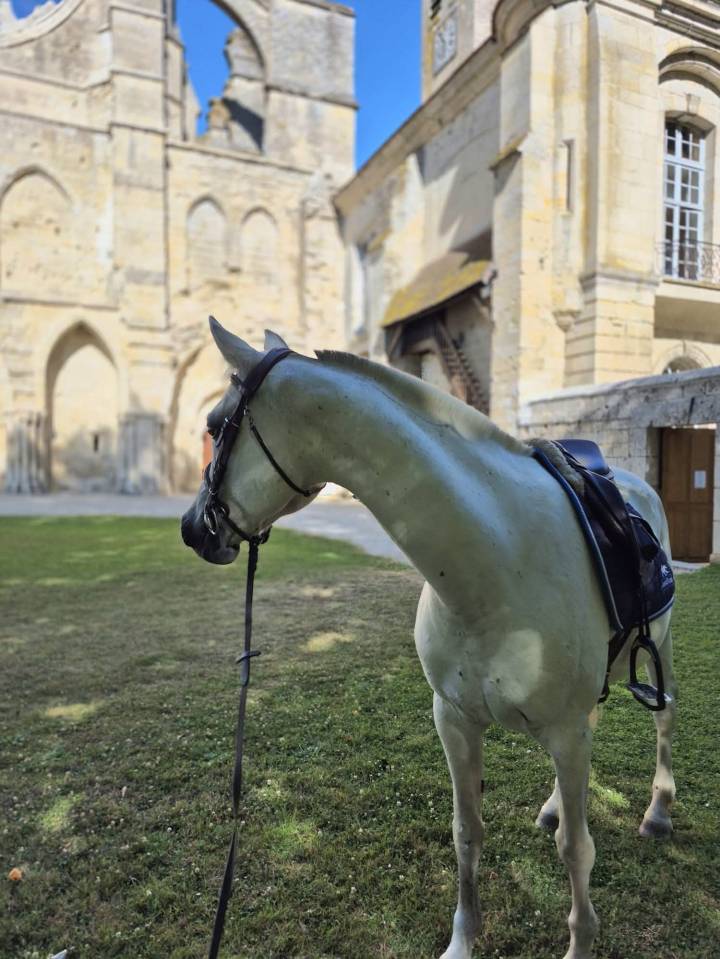 Jument pur sang arabe 147cm