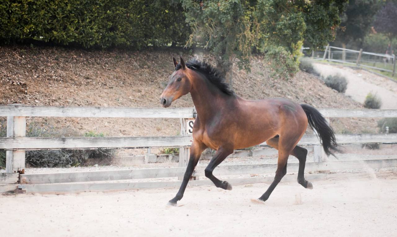 Darkos SODH super cheval d'école inarrêtable  