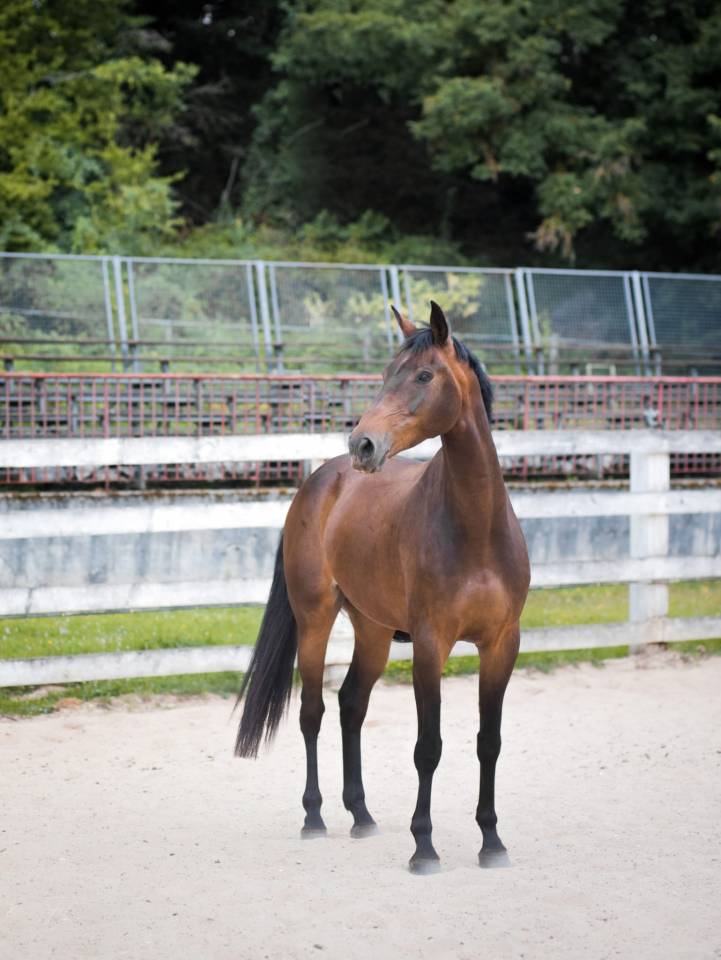 Darkos SODH super cheval d'école inarrêtable  
