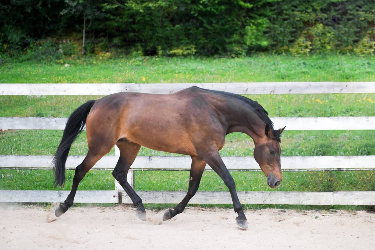 Darkos SODH super cheval d'école inarrêtable  