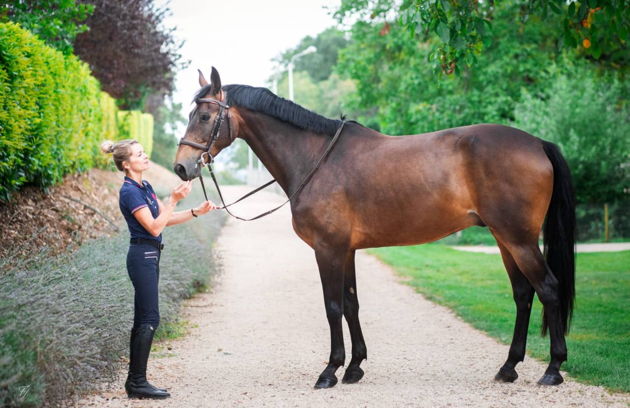 Darkos SODH super cheval d'école inarrêtable  