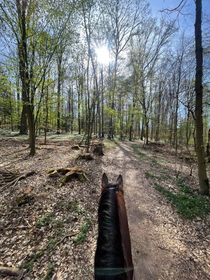 Hongre 4 ans bon potentiel