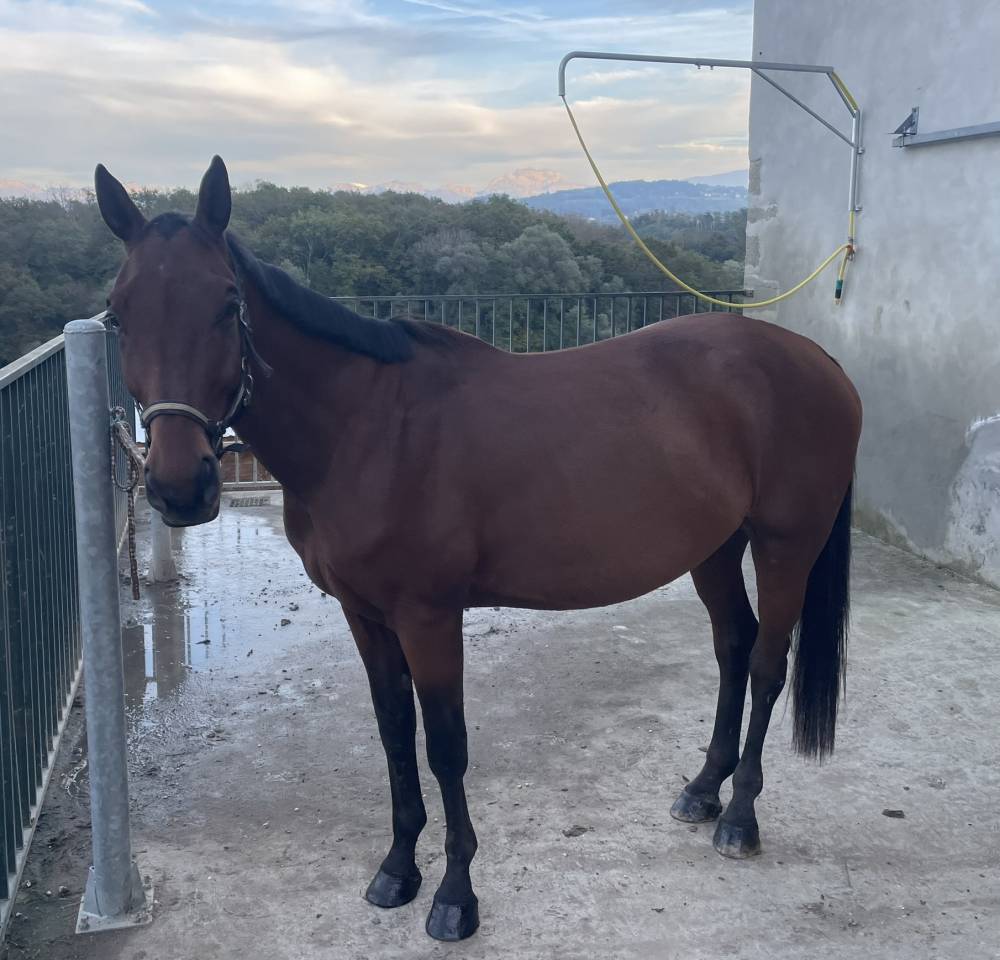 Hongre 4 ans bon potentiel