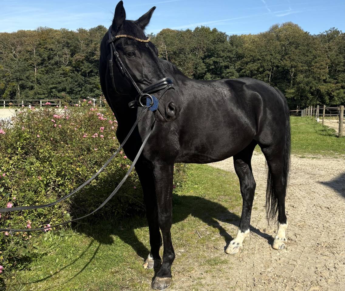 DRESSAGE Hongre noir 13 ans