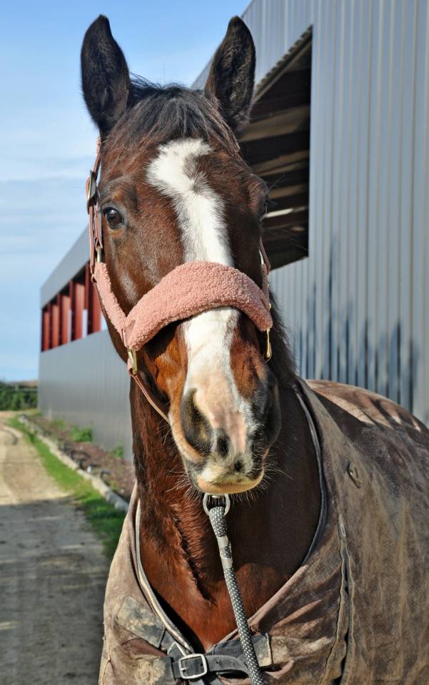 Jument 8ans pour CSO