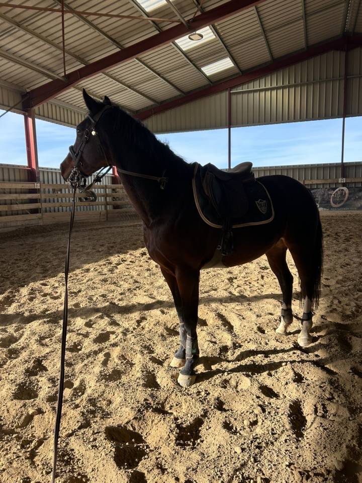 Jument 8ans pour CSO