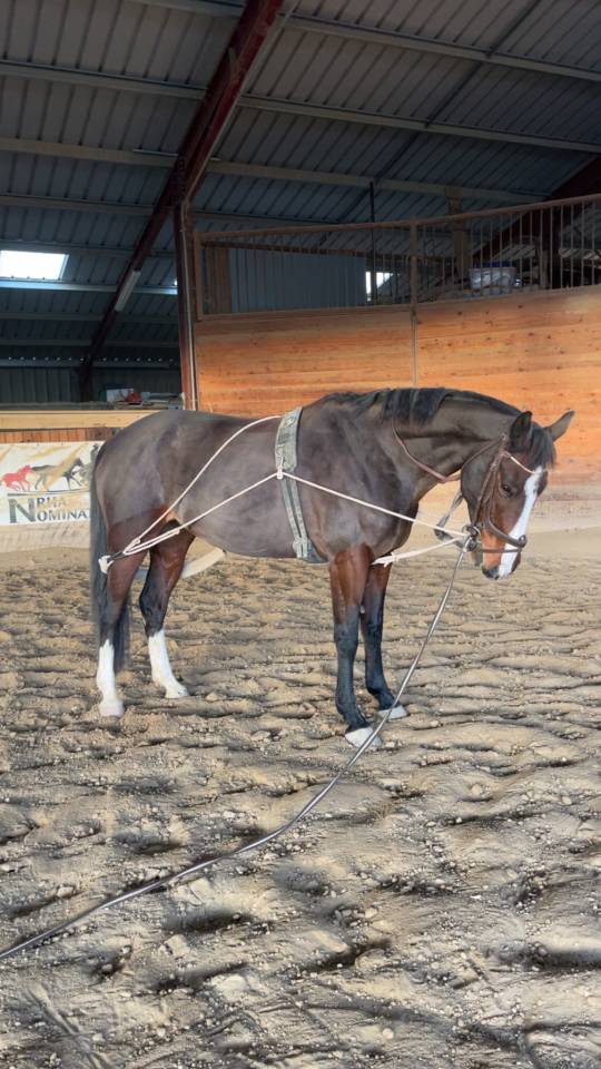 Jument 8ans pour CSO