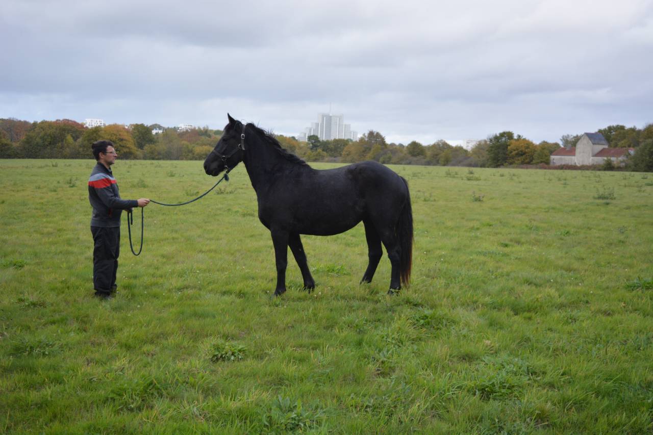 Jument 3 ans, idéale loisirs & Poney Club 
