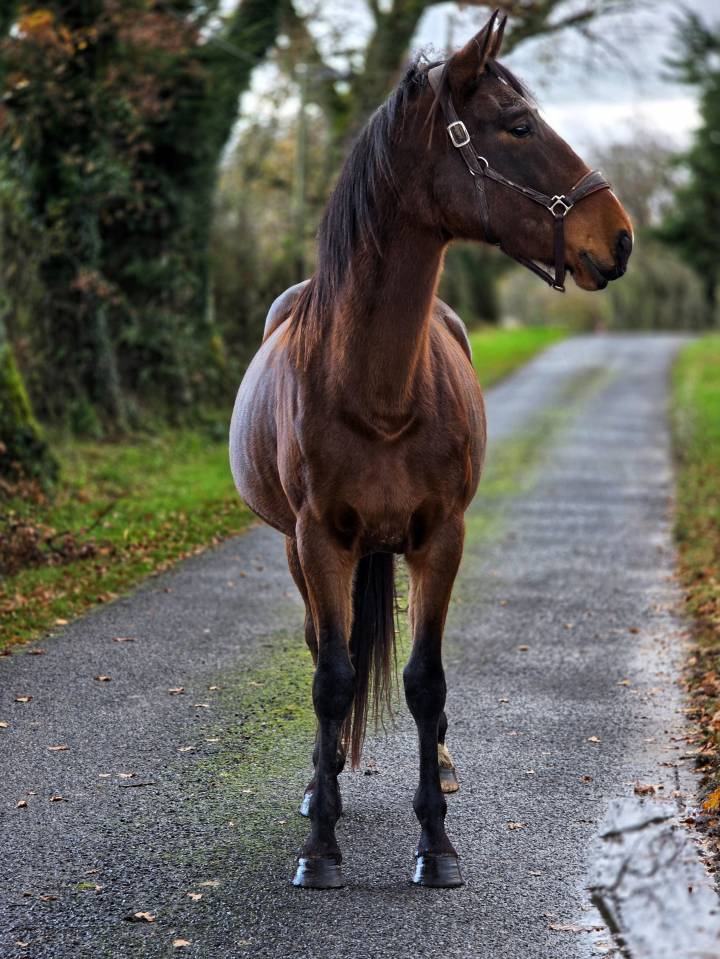 Jument de balade et de randonnée 