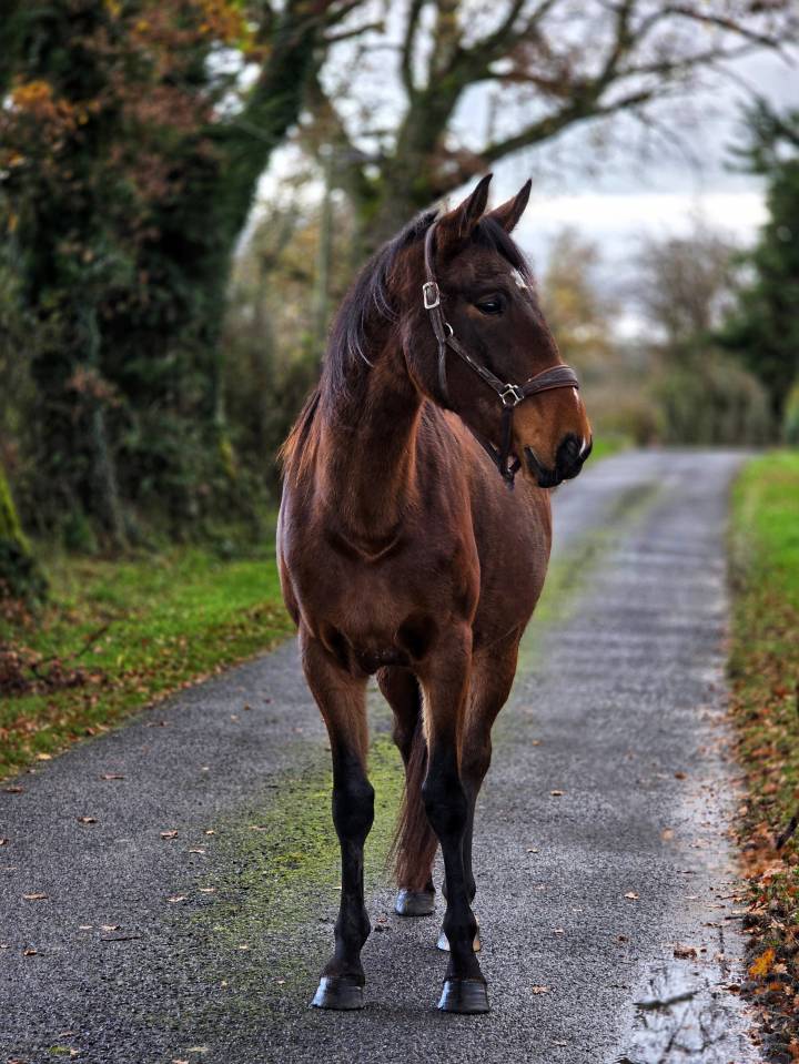 Jument de balade et de randonnée 