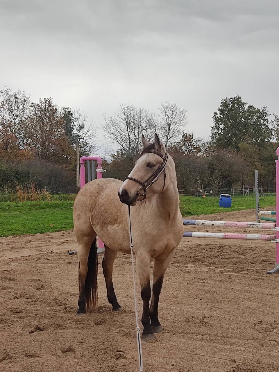 Jument 4 ans isabelle 