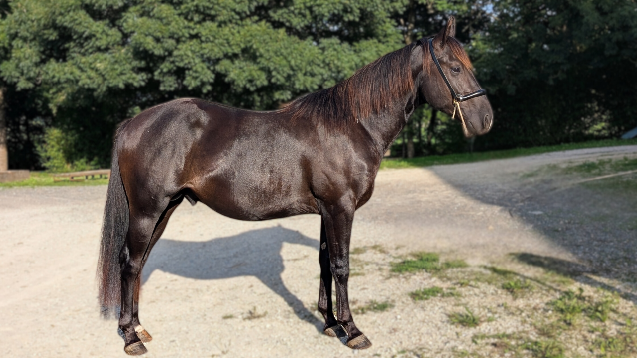 N' Joy, Superbe Quarter Horse Mâle de 2 Ans au Caractèr