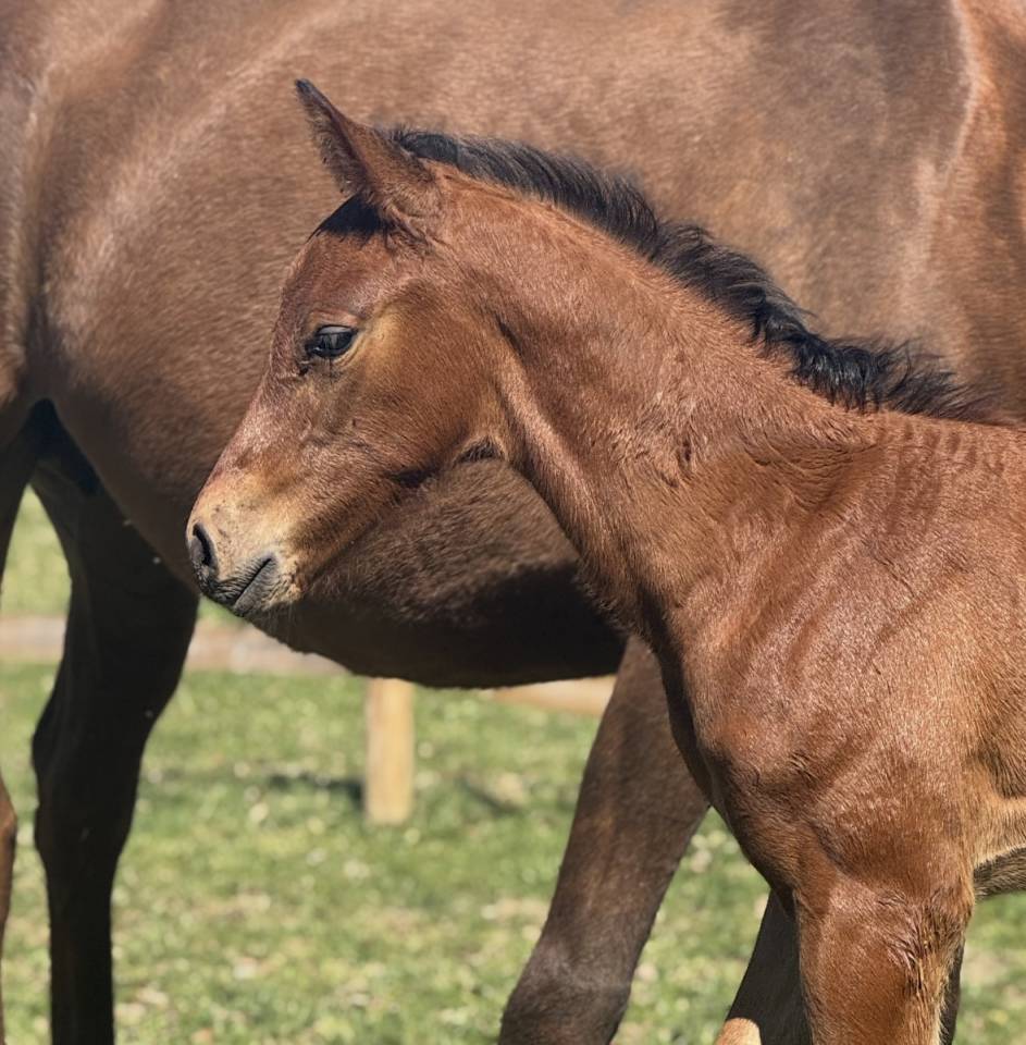 Poulain selle français