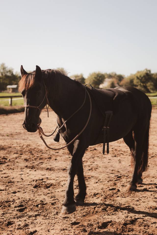 Cheval à prendre en demi pension 