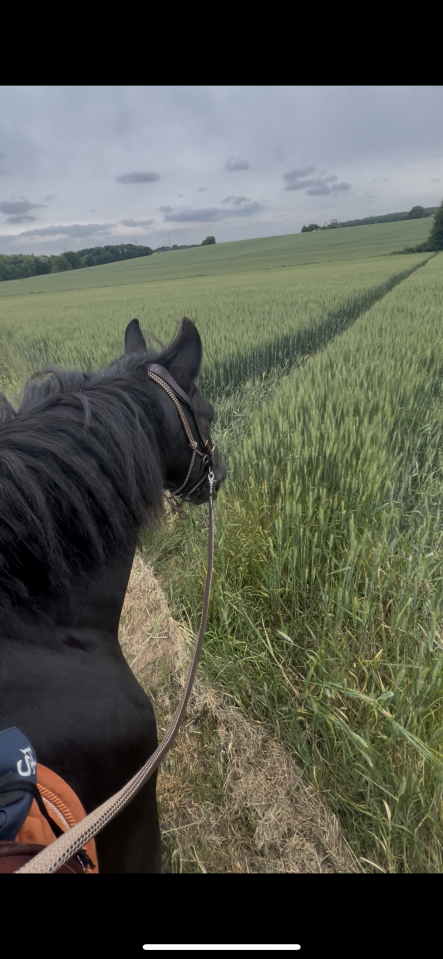 Cheval à prendre en demi pension 