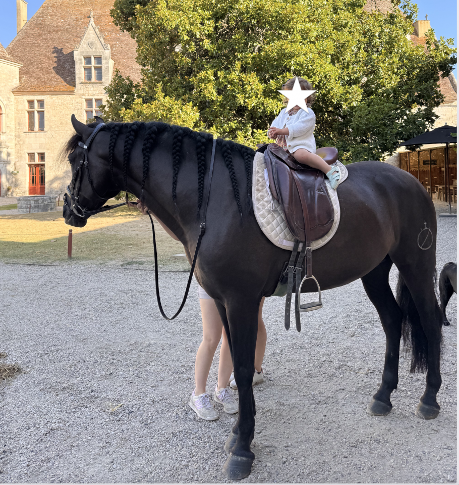 Très gentil Hongre Pure Race Espagnol