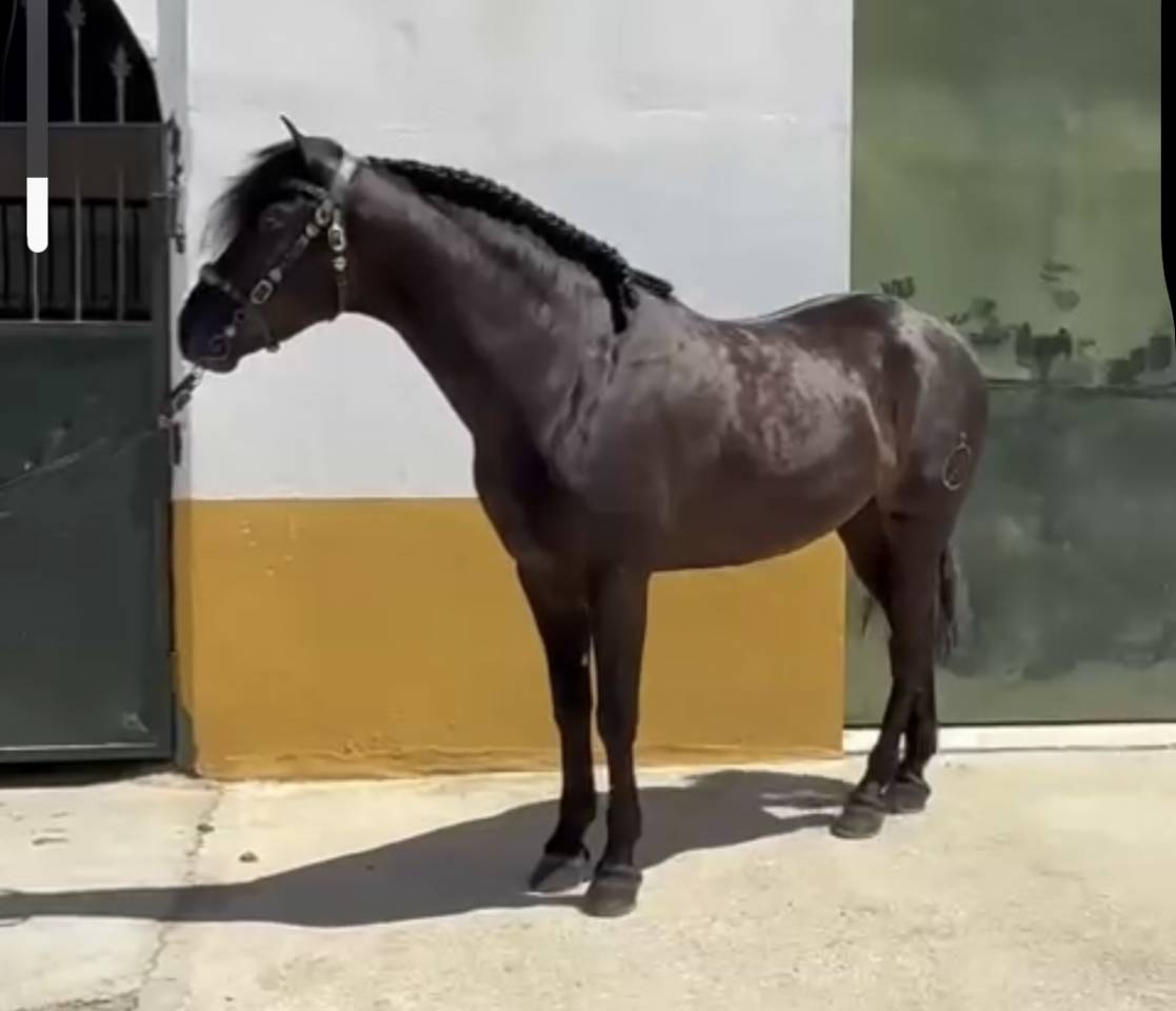 Très gentil Hongre Pure Race Espagnol