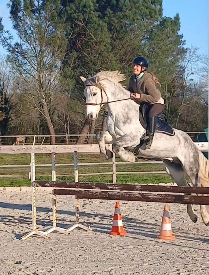Poney Connemara gris dressage cce cso 