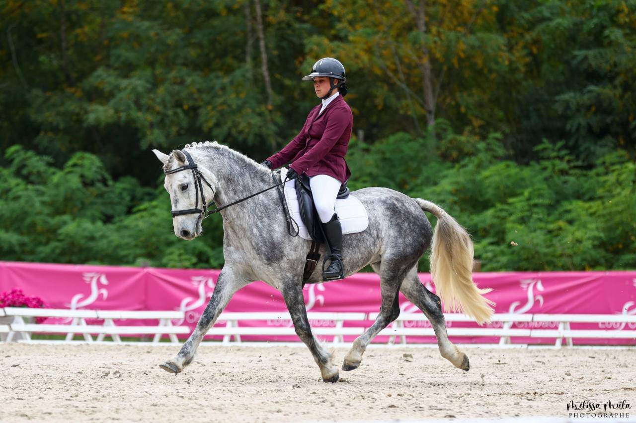Poney Connemara gris dressage cce cso 