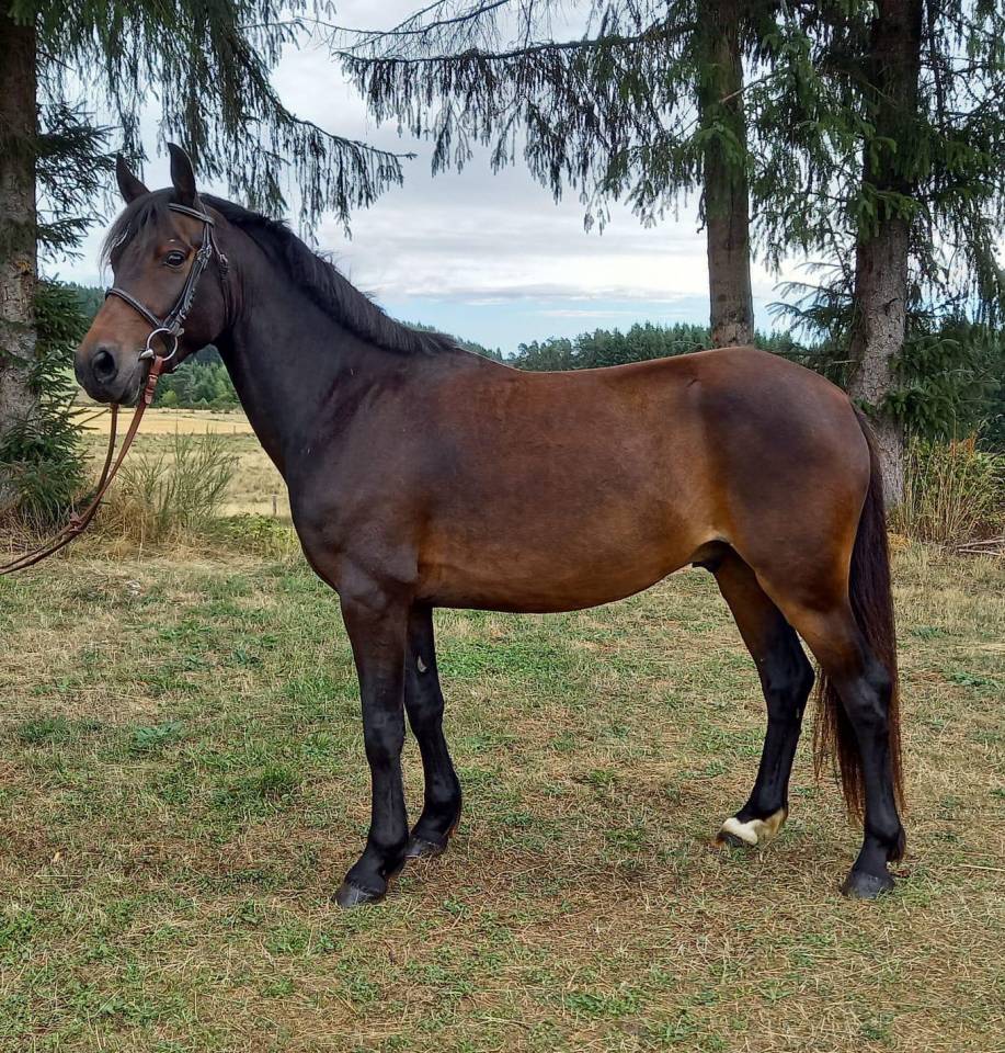 Lorenzetti de Mandot - Poney à vendre