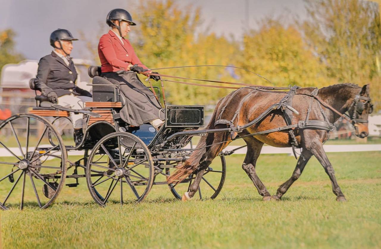 Lorenzetti de Mandot - Poney à vendre
